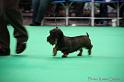 Crufts2011_2 1001